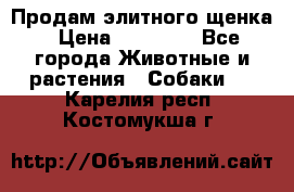 Продам элитного щенка › Цена ­ 30 000 - Все города Животные и растения » Собаки   . Карелия респ.,Костомукша г.